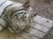 bilý tygr zoo lb 3
